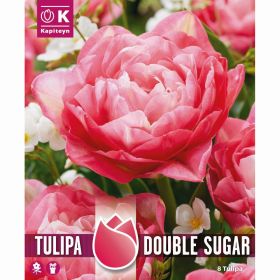 Tulip Double Sugar Scented Peony - 8 Bulbs